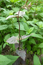 Arroche des jardins (rouge)