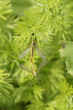 Nephroteme de Pierre - Nephrotoma appendiculata - sous réserve