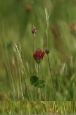 Trifolium rubens - sous réserve 