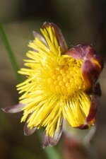 Eclosion d