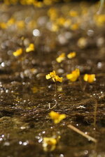Utriculaire sp.