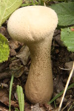 Vesse de loup-calvatia utriformis ?