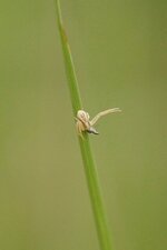 Xisticus sp.