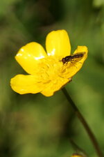 Syrita sp. - sous réserve