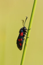La Zygène des prés, Zygaena trifolii (Esper, 1783)