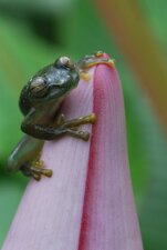 Grenouille de cristal