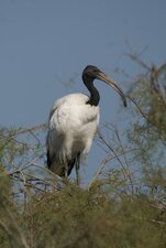 Ibis sacré