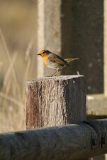 Rouge-gorge familier