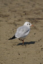 Mouette rieuse