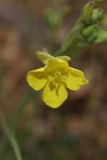 Fleur de roquette