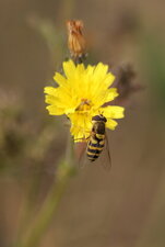 Syrphidé