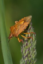 Pentatome