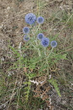 Echinops ritro