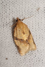 Genre acleris