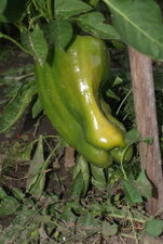 Piment doux