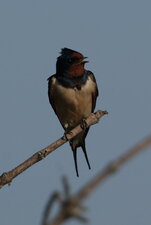 Hirondelle rustique
