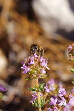 Bzzzzzzzz