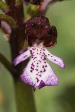 Orchis pourpre