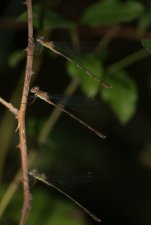 Lestes viridis