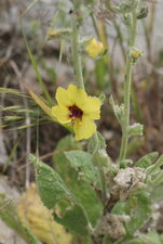 Molène boerhaave - la plante