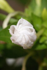 Belle de nuit - fleur en bouton