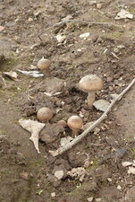 Champignons
