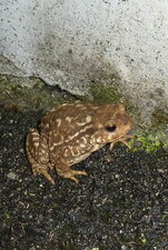 Crapaud
