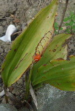 Fruit du muguet.