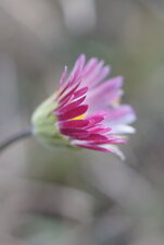 Bellis perennis