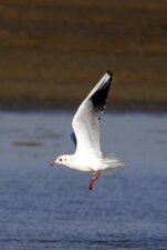 Mouette rieuse