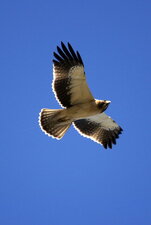 Aigle botté