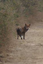 Vulpes vulpes