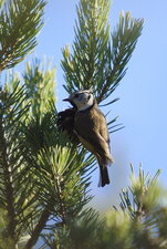 Mésange huppée