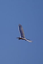 Grande aigrette