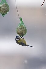 Mésange bleue