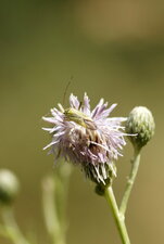 Adelphocoris sp.
