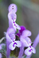 Lamier amplexicaule