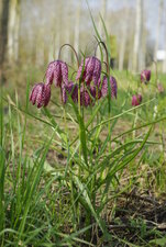 Fritillaria meleagris