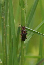 Cantharis rustica