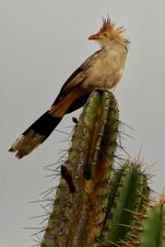 Guira guira