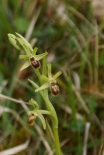 Ophrys sphegodes - sous réserve