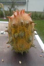 Kiwano (Concombre-melon ou concombre cornu)