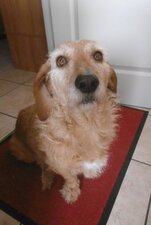 Basset "fauve de Bretagne"