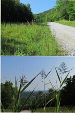 Phragmite australe 