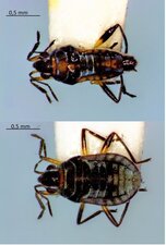 Microvelia pulchella