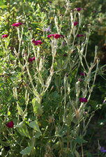 Lychnis coronaria - vue d