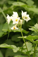 Fleur de solanacée sauvage