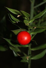 Fruit du fragon piquant