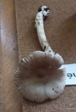 Amanite vaginée 