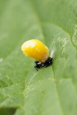 Métamorphose de larve de Coccinelle
